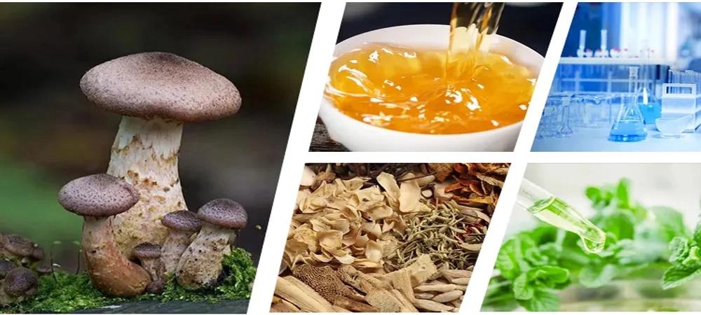 ultrasonic herbal extraction equipment